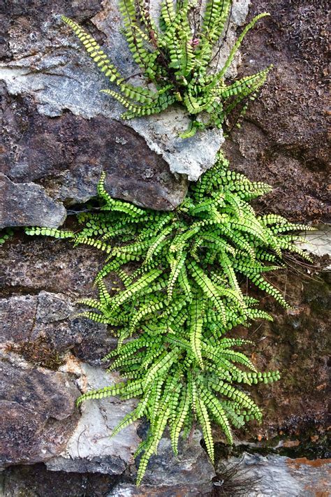 Asplenium trichomanes on rubble wall ( photo C. Johnstone 2019 ) | Japanse tuin, Tuin, Planten