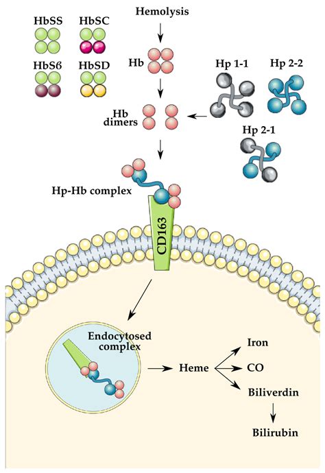 Genes | Free Full-Text | Influence of Haptoglobin Polymorphism on ...