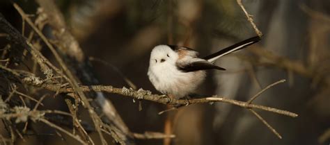 Canon Bird Branch Project | Biodiversity Initiatives