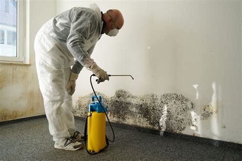 Hire a Professional for Black Toxic Mold Removal in Los Angeles - Tip Top Restoration