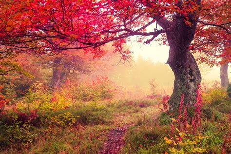 Autumn Wallpapers Images Photos Pictures Backgrounds