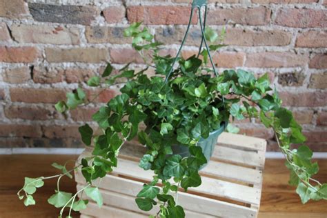 English Ivy Care Guide – Chicago Plants