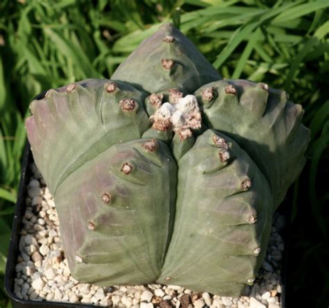 Astrophytum Myriostigma cv. Kikko Cactus Seeds - Cactus Kingdom