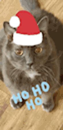 Santa Cat GIFs | Tenor