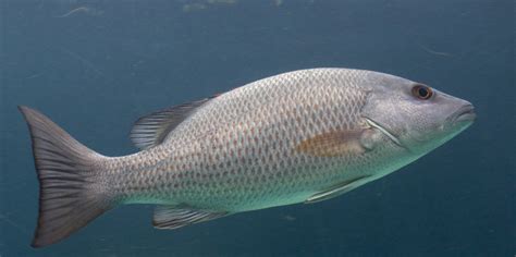 Popular Snapper Fish Species List - Red Snapper Fish, Red Snapper Fish ...