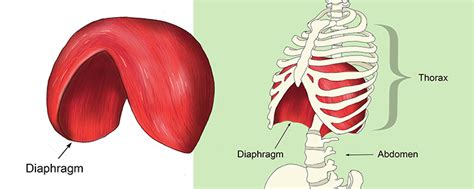 The diaphragm separates the thorax from the abdomen