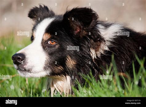 Border Collie Sheepdog watching sheep Stock Photo - Alamy