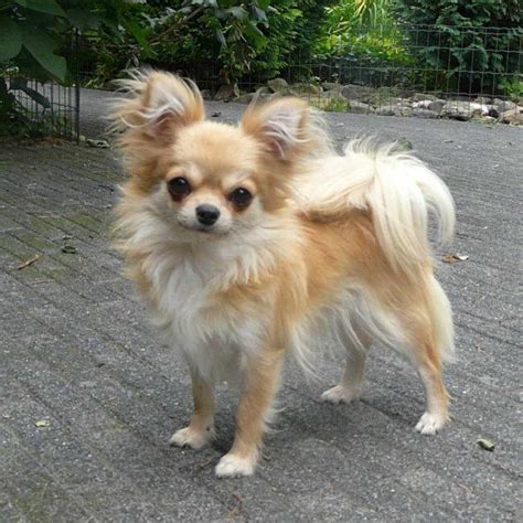 73+ Long Haired Chihuahua Mixed With Short Hair Chihuahua Pic - Codepromos