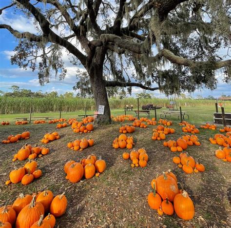 Fall Festivals in Central Florida - Downtown Haines City