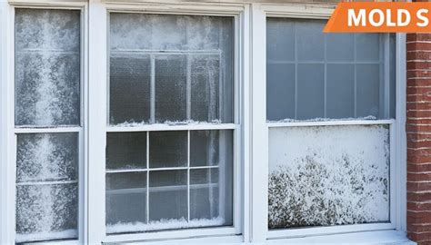 Identifying Toxic Mold on Windows - Prevention Tips