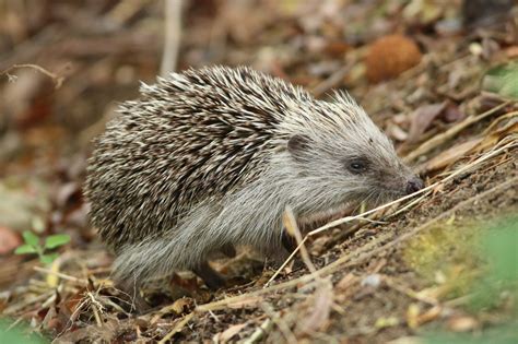 Amur Hedgehog - Profile | Facts | Traits | Distribution | Diet - Mammal Age