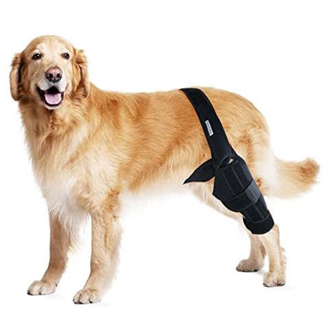 Best Dog Brace For Back