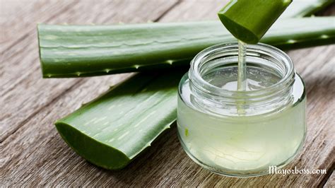 Aloe Vera Allergy: Symptoms, Causes, and Treatment