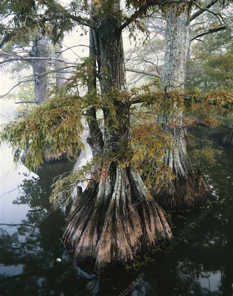 Bald Cypress Trees - Stock Image - C012/0437 - Science Photo Library