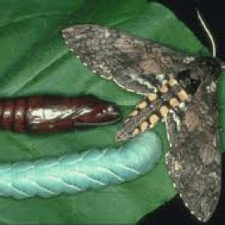 tomato hornworm life cycle - Mikel Engle