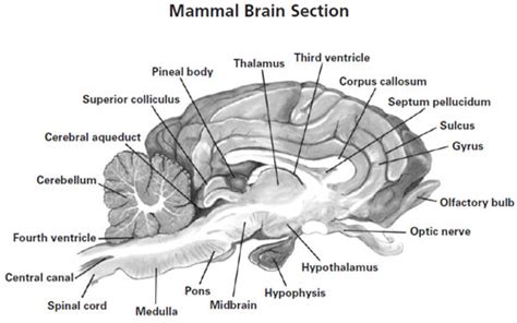 Sheep Brain Dissection Analysis Worksheet Answers Free Worksheet | My ...