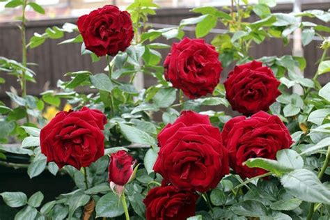 Rose Farming in Punjab | Apni Kheti Farming Guide