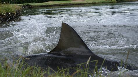 Sharks on an Australian Golf Course Made a Watery Grave Like no Other - The New York Times