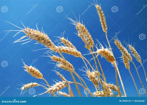 Ripe wheat field stock image. Image of beverage, agricultural - 2905121