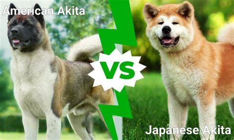American Akita vs Japanese Akita: 5 Key Differences - A-Z Animals