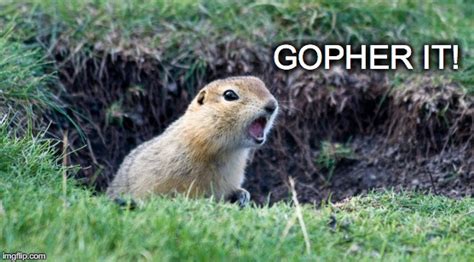 Gopher Face Memes