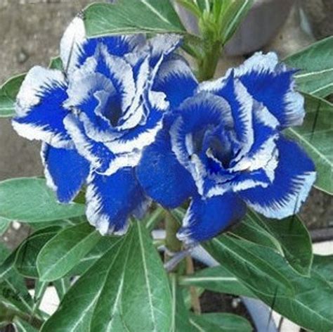 2 Seeds Desert Rose Seeds Blue with White Side Garden Home Bonsai - Roses