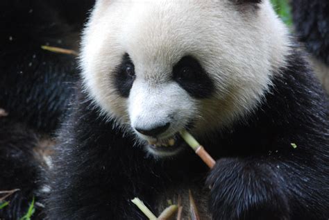 Globetrotting Kids: Pandas in Chengdu ~ Globetrotting Mama