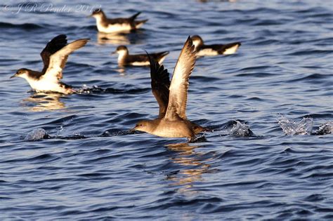 Joe Pender Wildlife Photography: Balearic Shearwater