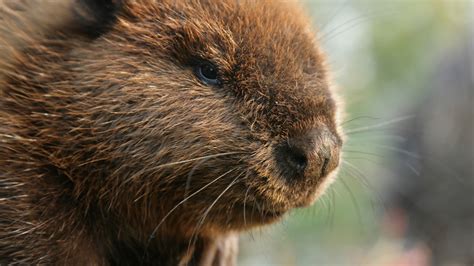 Castor canadien - Zoo sauvage de Saint-Félicien