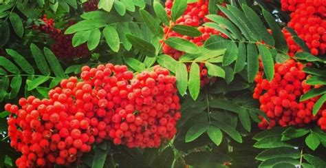 How To Identify A Tree With Red Berries - Gardeners' Magazine