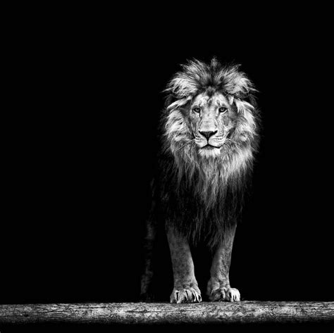 Pride of Africa | Umo Art Gallery | Beautiful lion, Lion wallpaper, Lion art