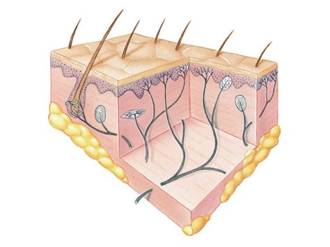 Mechanoreceptors in the Integument Diagram | Quizlet