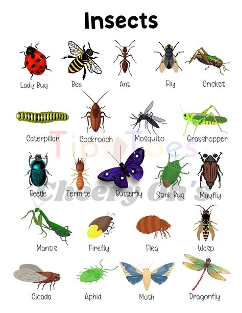 Insects Educational Poster Homeschool Bugs Poster - Etsy