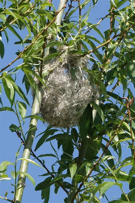 Bullock's Oriole Nest | Bullocks, Orioles, Birder