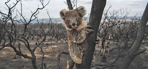 Will Habitat Loss Lead to The Extinction of Koalas?