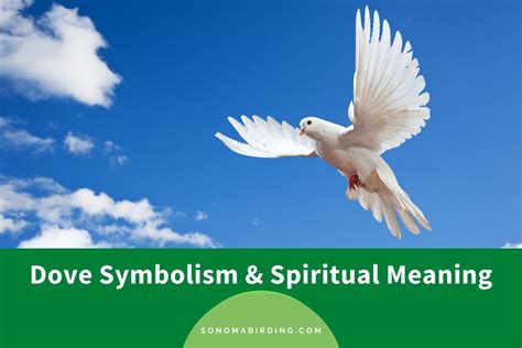 Dove Symbolism and Meaning (Totem, Spirit, and Omens) - Sonoma Birding