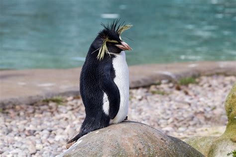 Northern Rockhopper Penguin: Is This Animal Endangered?