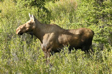 Female Moose by Derek Ramsey