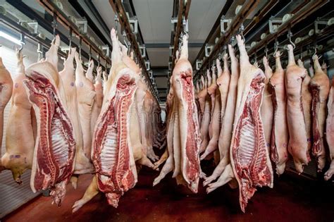 Raw pig meat stock image. Image of complex, hanging, lots - 72601475