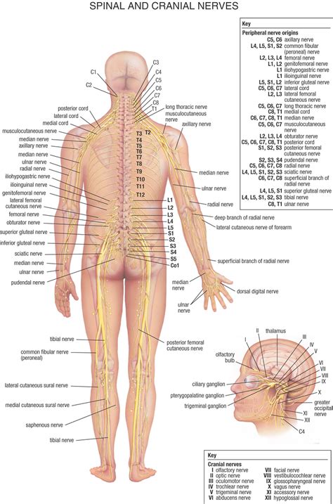 Human Body - Human Anatomy - Human Nerve System. Types of Nerves. Human Body Diagram. Human body ...