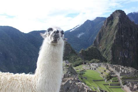 Peruvian Llama: 7 Things You Should Know About the Llamas