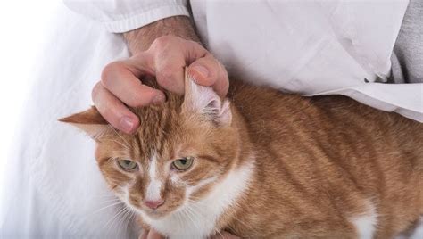 Ear Infections In Cats: Symptoms, Causes, & Treatments - CatTime in 2020 | Ear infection, Cat ...