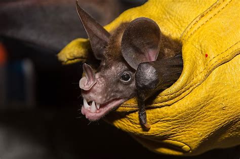 The Largest Bats In The World - WorldAtlas