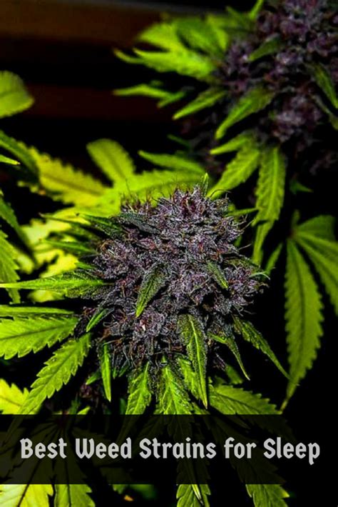 Best Cannabis Strains for Insomnia - Fall Sleep and Stay Asleep — Hydro AC