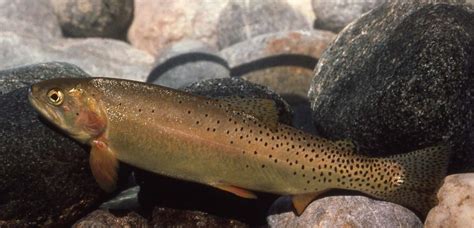 Free talk: Yellowstone Cutthroat Trout in the Bighorn Basin