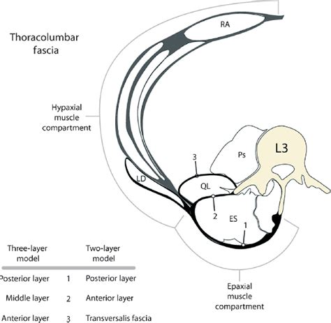 [PDF] The thoracolumbar fascia: anatomy, function and clinical considerations. | Semantic Scholar