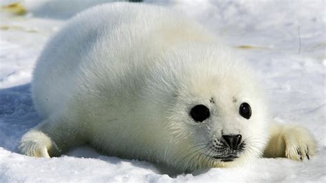 Baby Seal Wallpaper (54+ images)