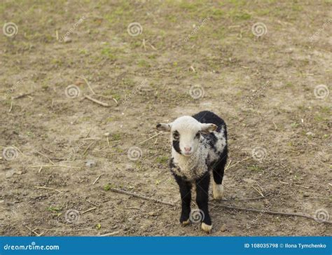 Portrait Cute Little Black and White Lamb on Farm Stock Photo - Image of cattle, cute: 108035798