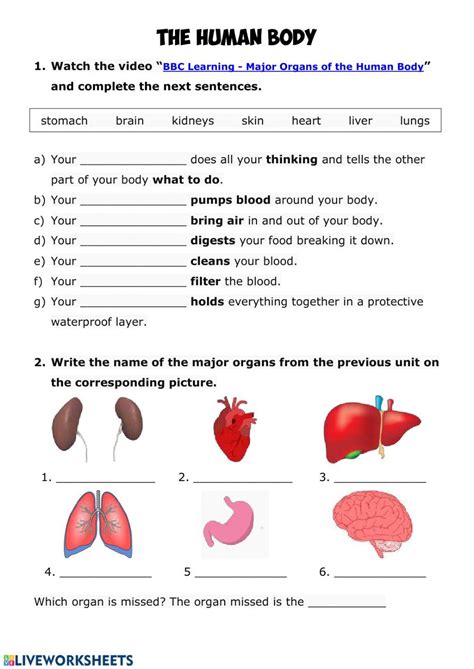 The Human Body Systems Worksheet