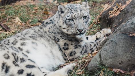 Zoo Boise Mourns the Loss of Beloved Snow Leopard Kabita | Zoo Boise